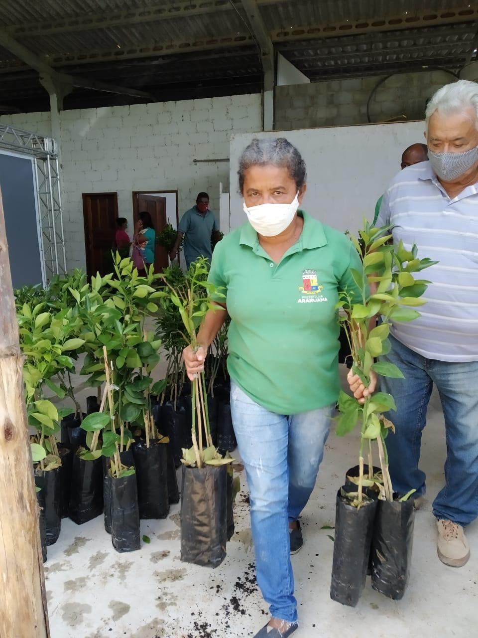 Prefeitura entrega mais 7 mil mudas de Citros a Agricultores de Araruama